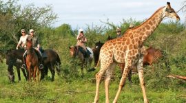karongwe park