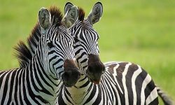 zebra maasai mara